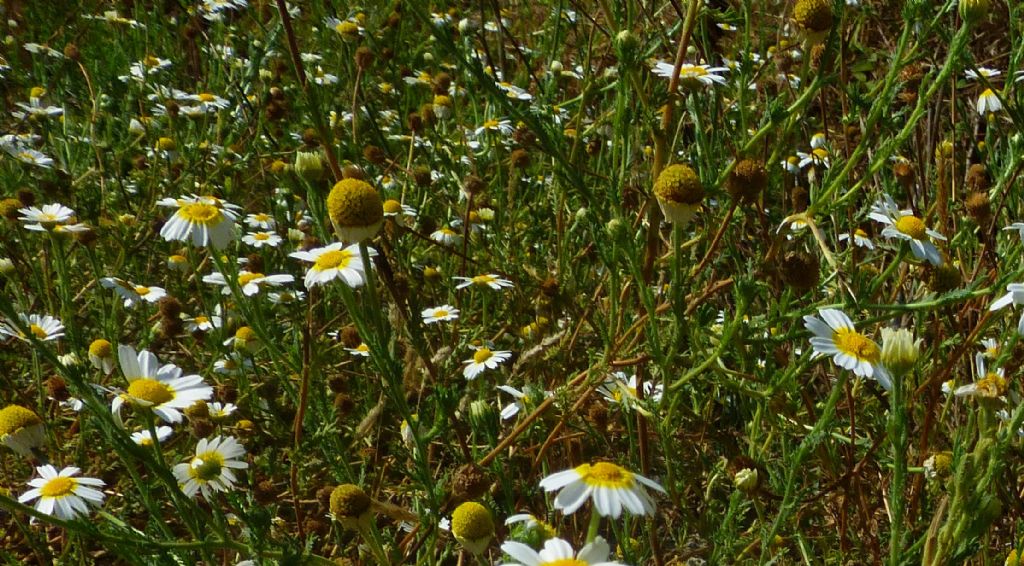 Asteracea romane  - Cladanthus mixtus e Anacyclus radiatus